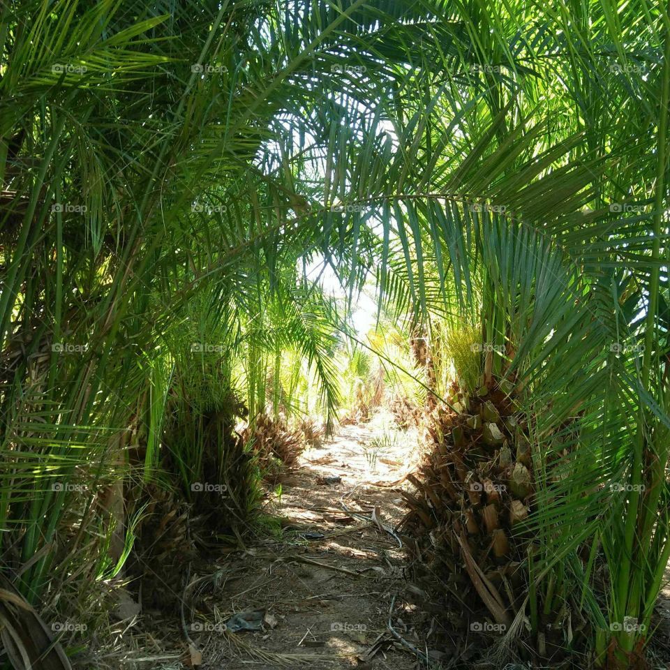 beautiful green forest in Marrakesh Morocco.