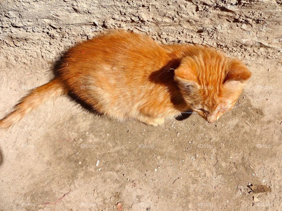 Kitten in Morocco 