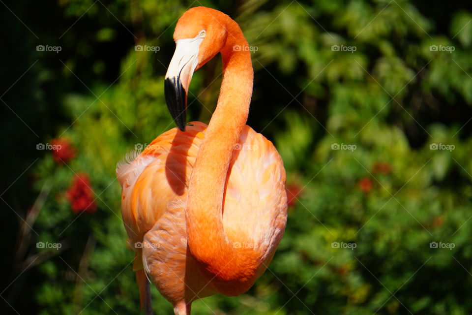 Flamingo 