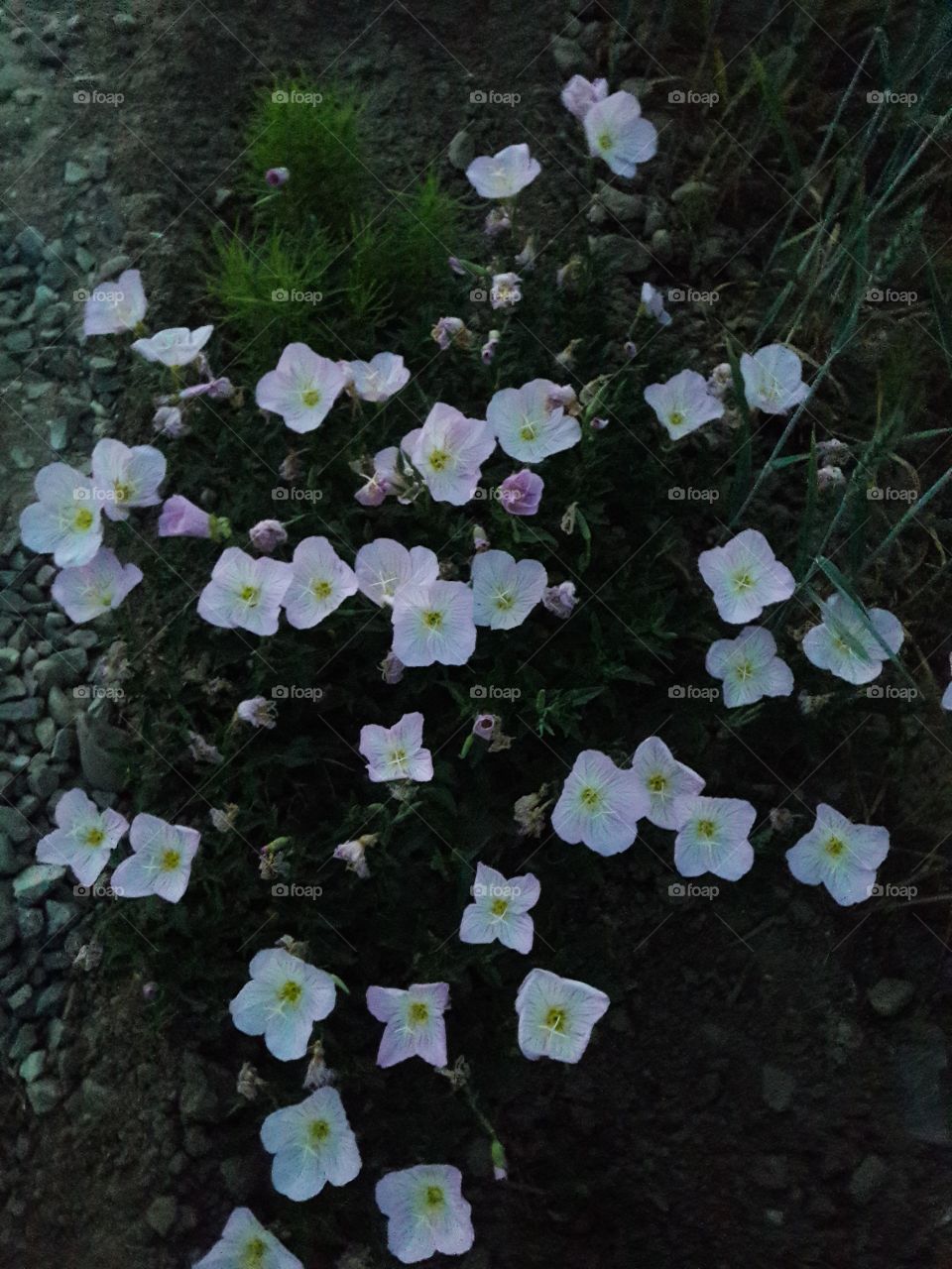 dusk flowers