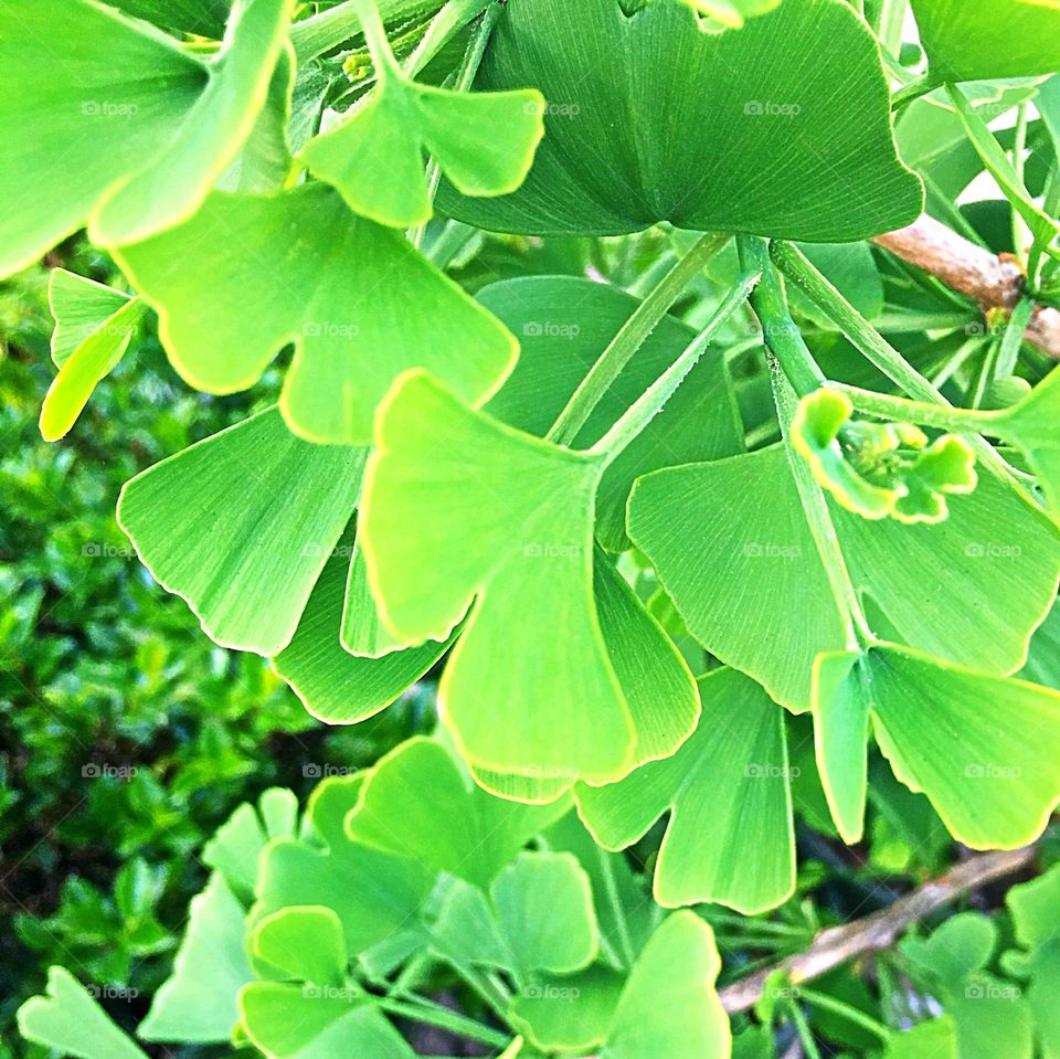 Bright green ginkgo “Jade Butterfly” tree leaves
