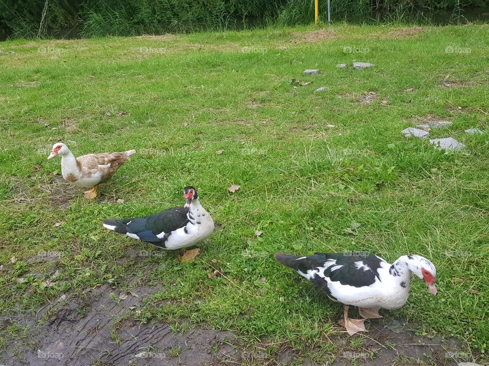 Three separate ducks, nice and free in nature.