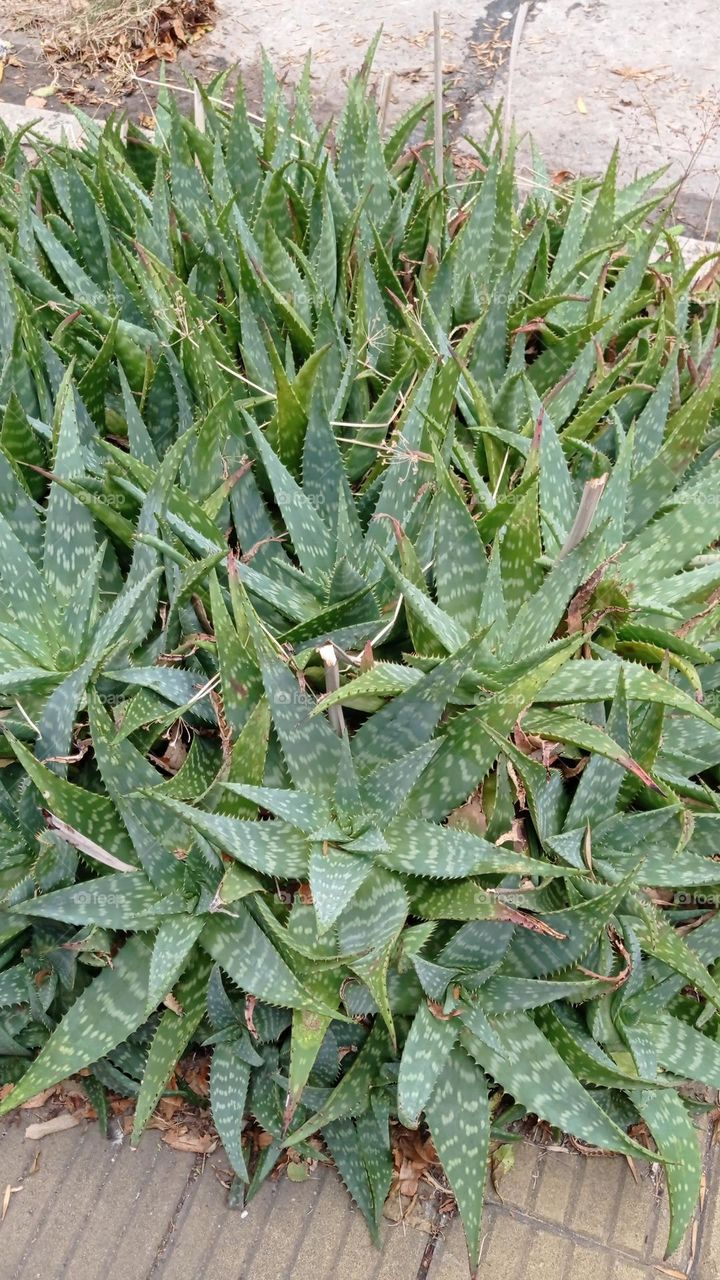 aloe vera - aloe barbadensis miller