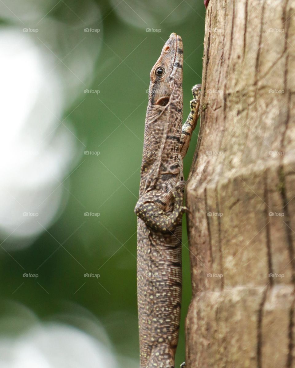 Monitor lizard, monitoring the prey, from the tree.