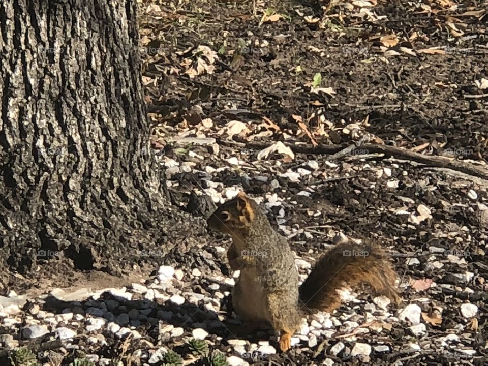 Cute squirrel blending in