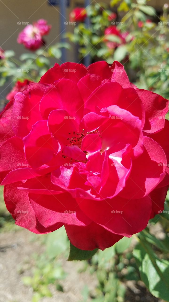 red red rose