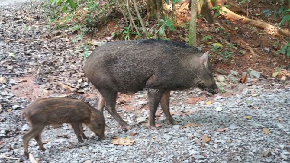 Mother and baby wild boar strolling for food (wild pig)