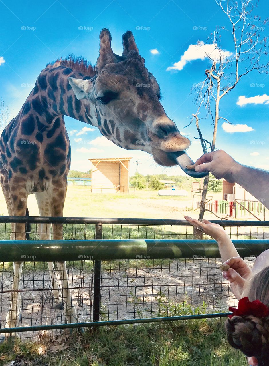 Gorgeous giraffe being fed snacks by putting them directly on his tongue!! How fun! 