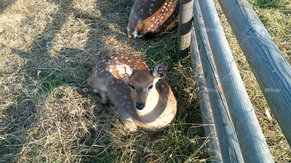A young deer in the pen