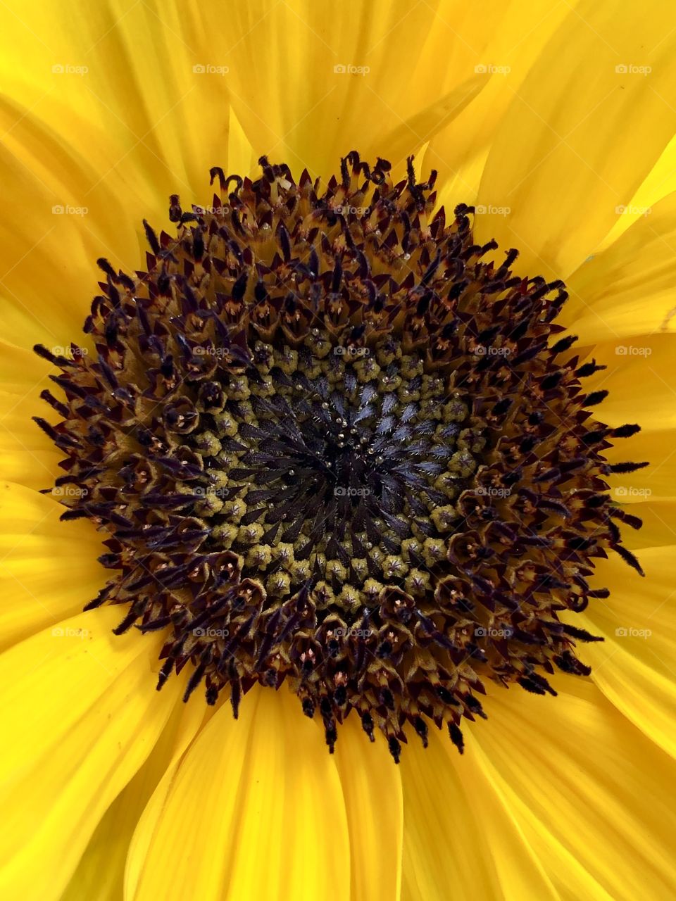 Sunflower Close Up 