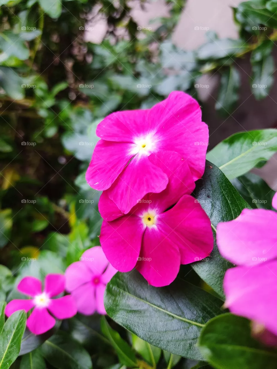 Flores rosas 🌸
