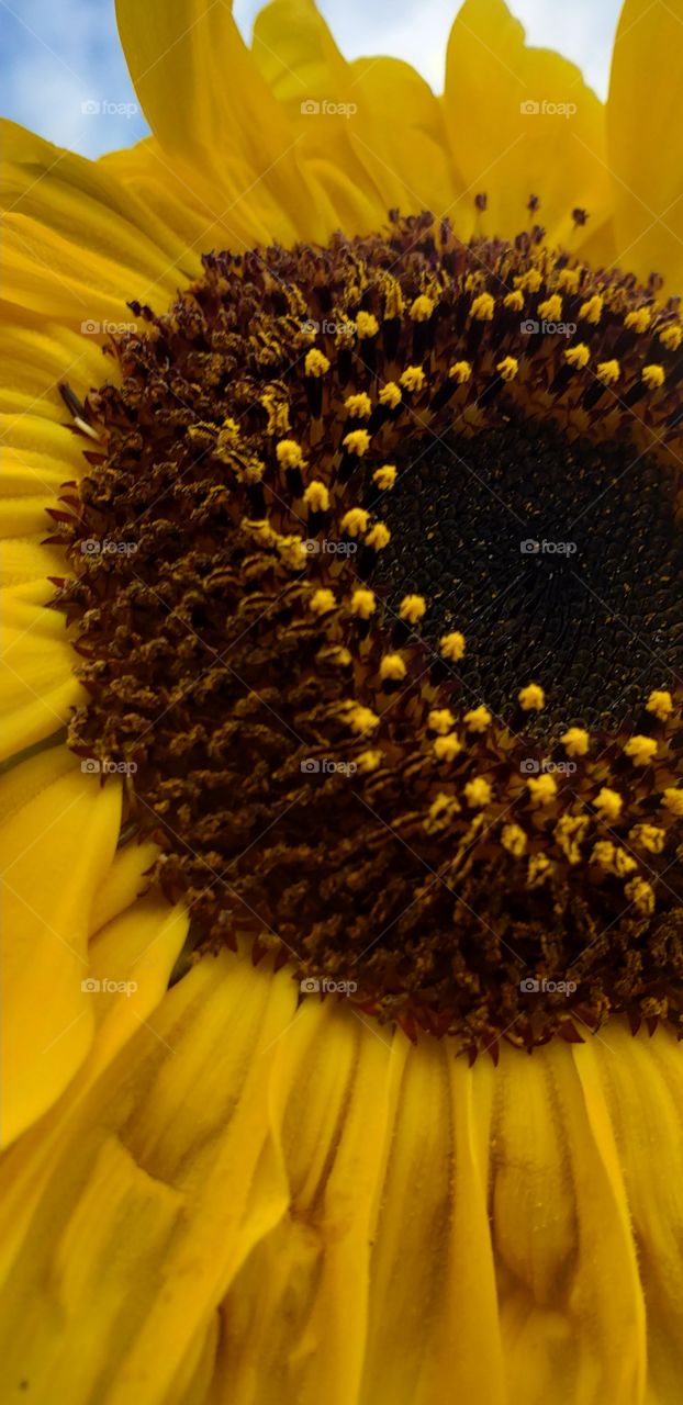 Sunflowers of autumn