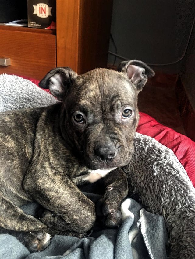 American bully