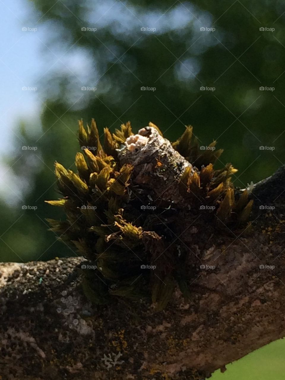 Moss on a tree branch