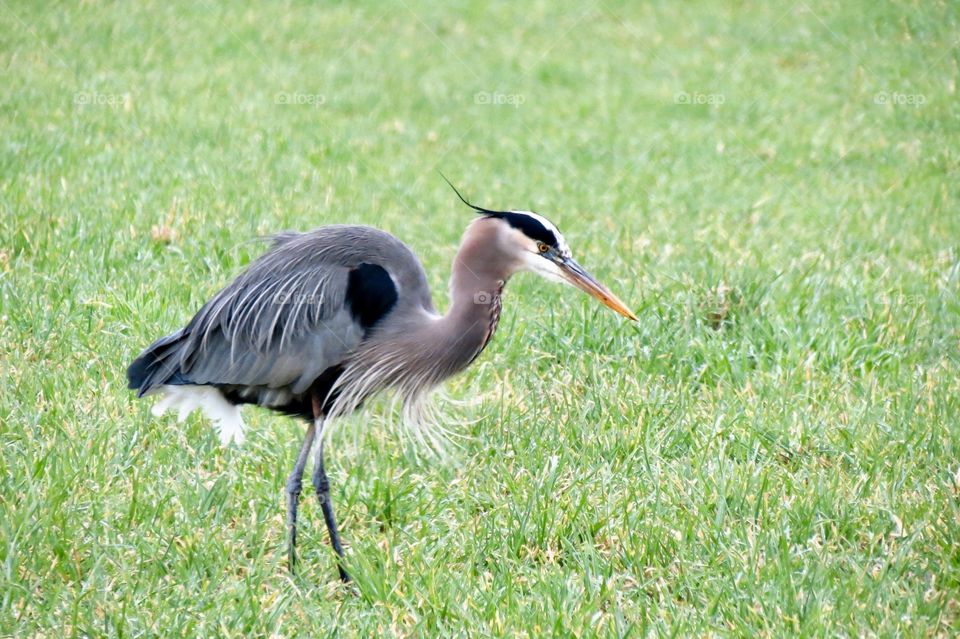 A Great Blue Heron Hunting Small Mammals In A Medow. 