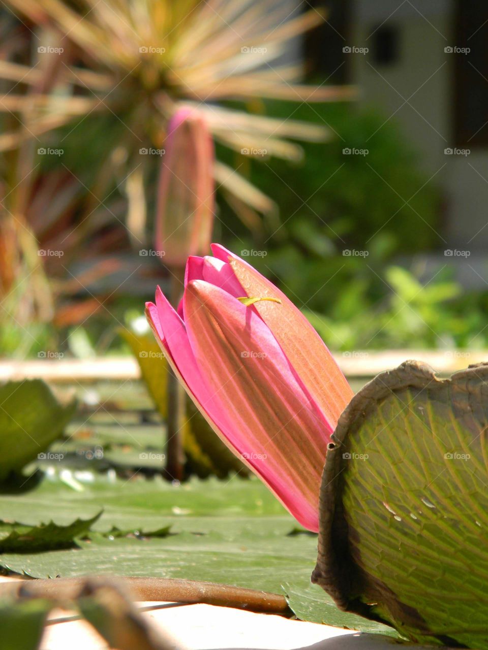 Lotus the national flower of India💖 I just love this shot😍💚