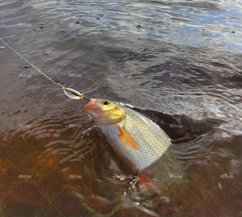 Fishing, early morning, silence, river, coolness, sunrise on the river, perch, spinning, fishing rod, spinner, spinning fishing,