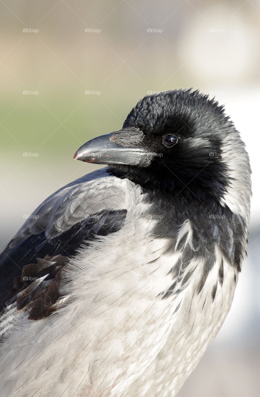 Gray raven