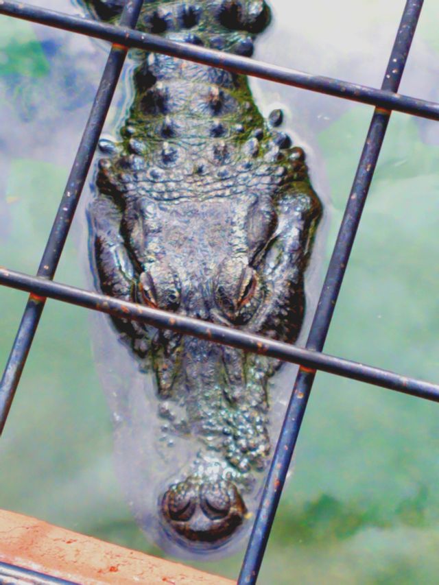 scary gator