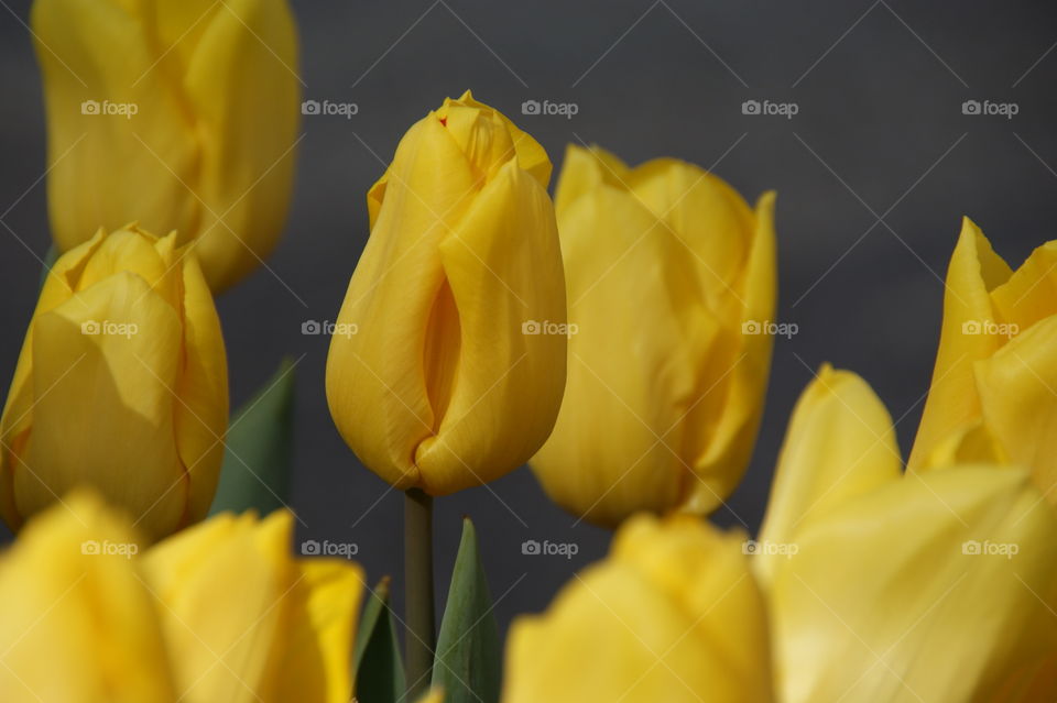 yellow tulips 1