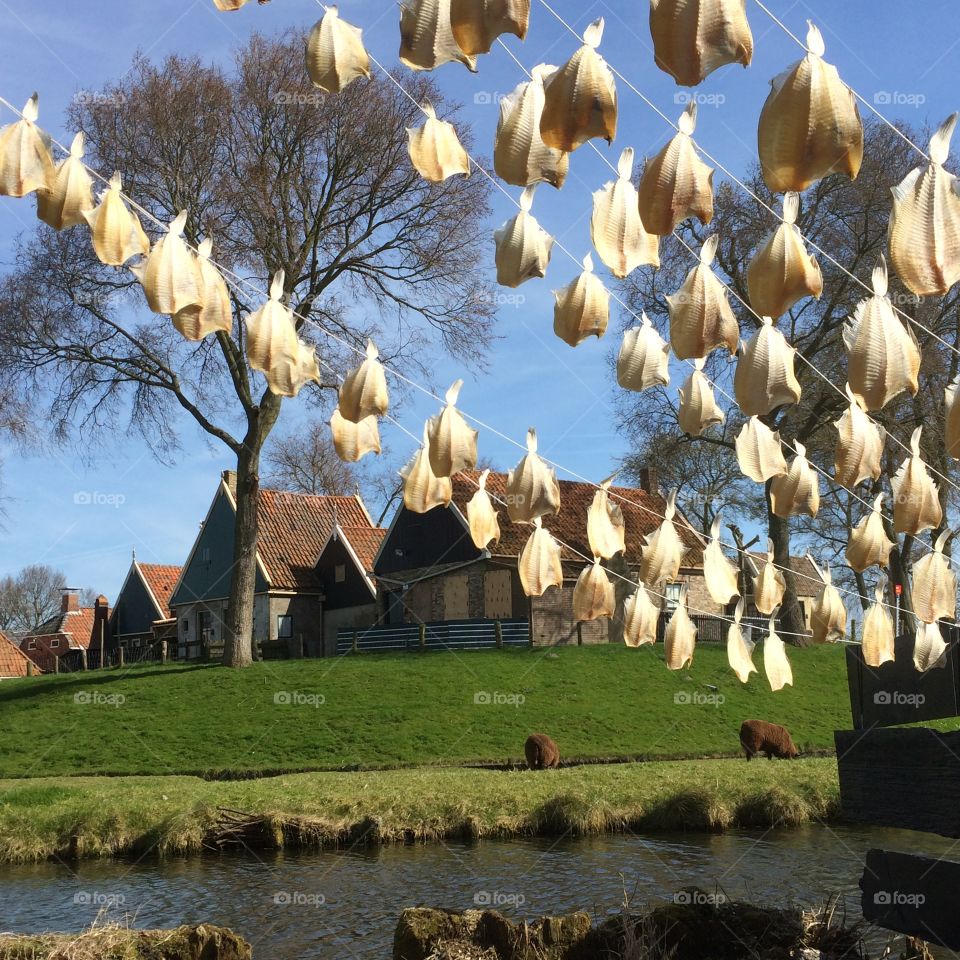 Hanging haring fish to dry in Holland 