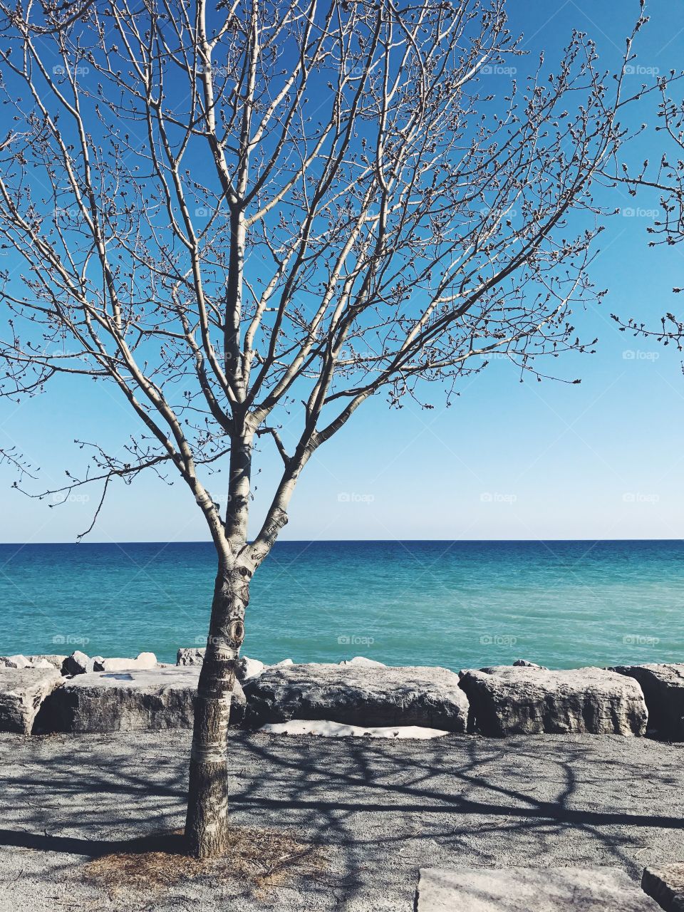 Bare tree in front of sea