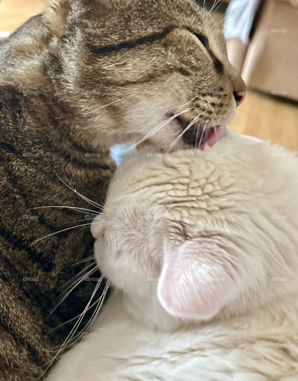 Tabby cat grooming white cat