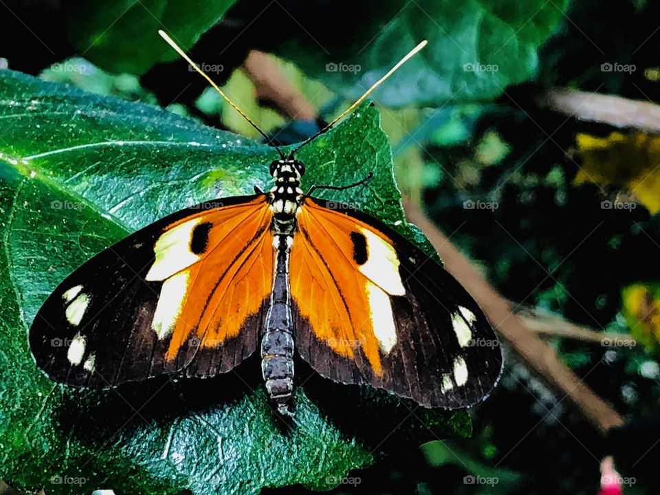 Butterfly orange