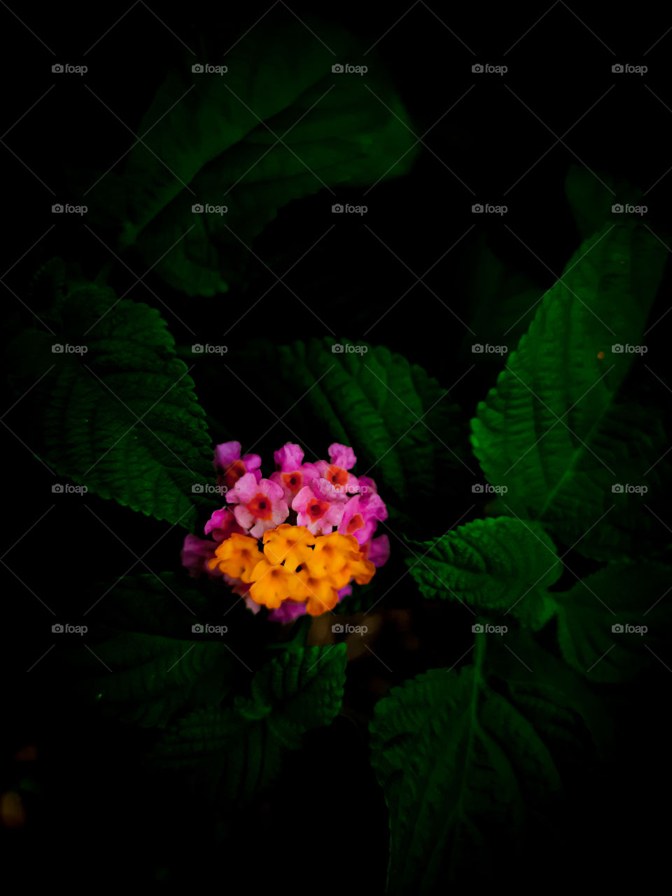 Lantana Camara... (common lantana) is a species of flowering plant.    After Pollination occurs, the colour of the flowers changes, typically from yellow to orangish, pinkish, or reddish. The flower has a tutti-frutti smell with a peppery undertone.
