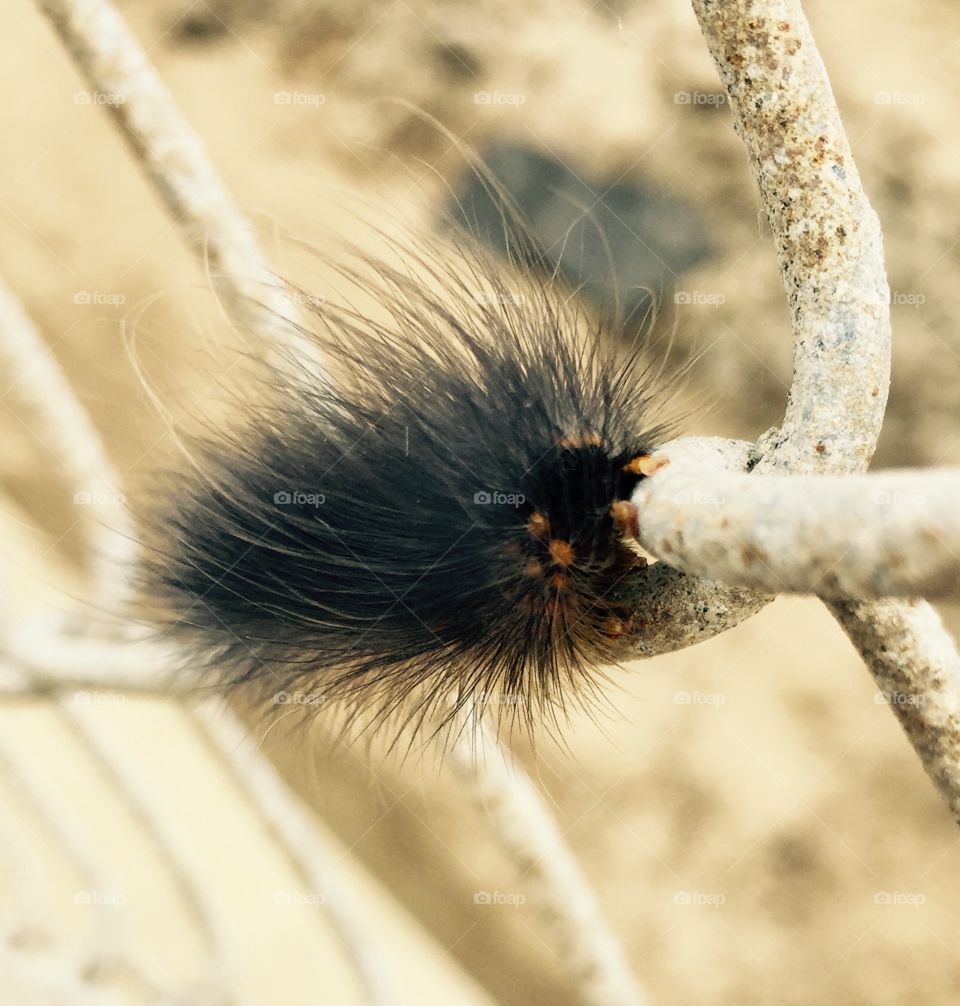 Creeping caterpillar