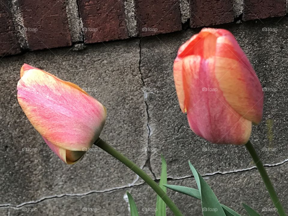 Tulips on the wall