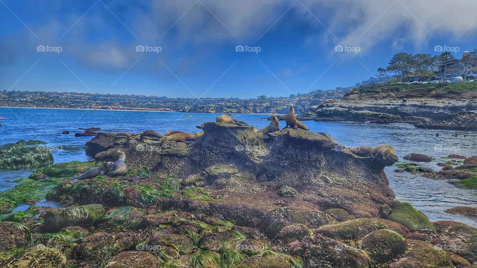 seals on the coast of California