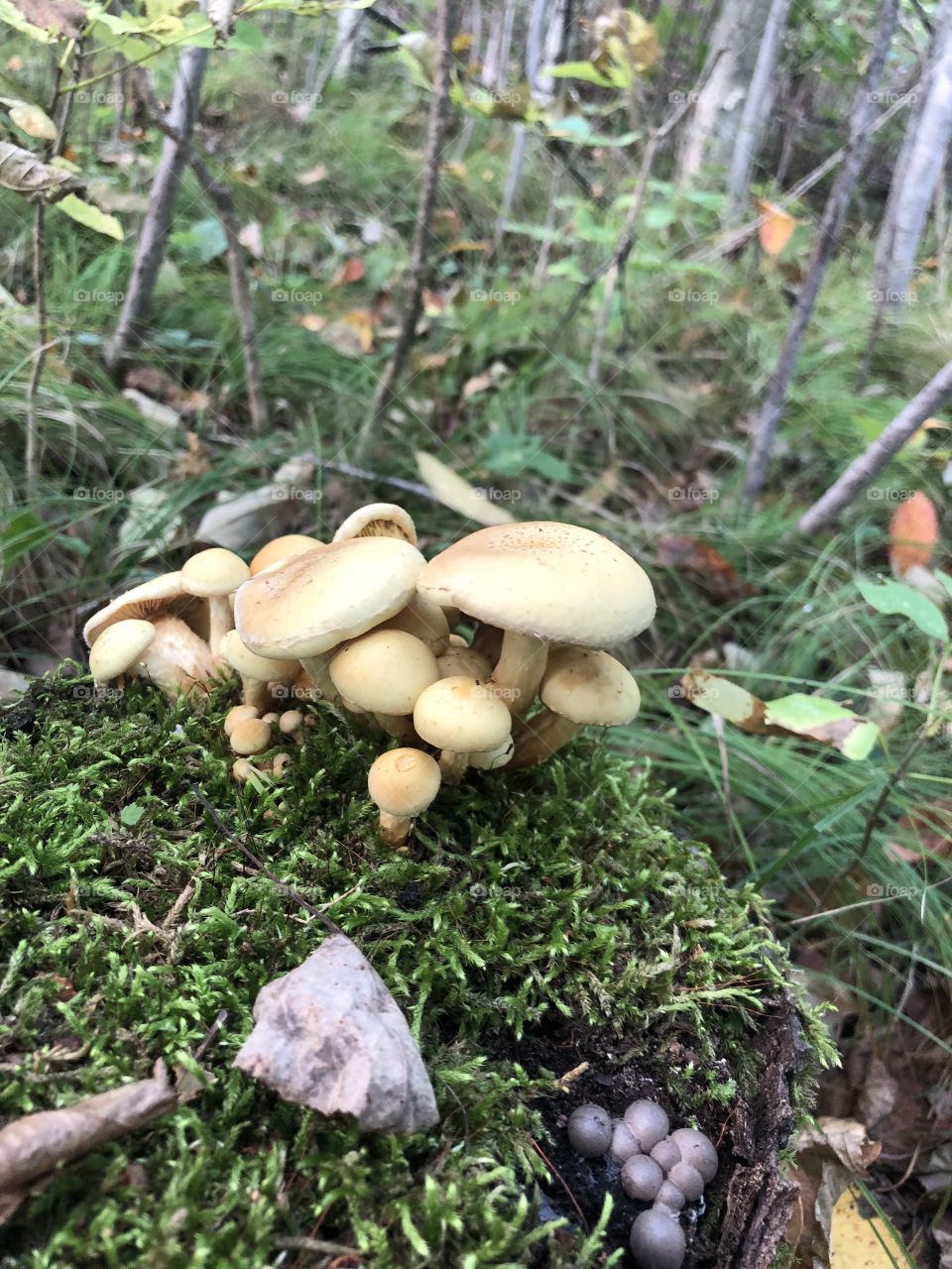Wild Mushrooms on a forest floor