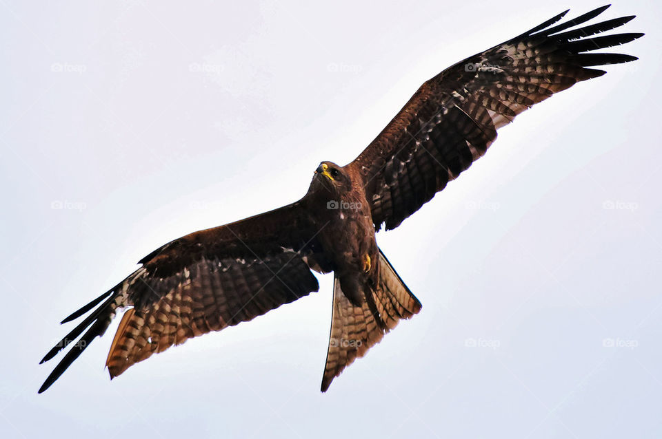 Low angle view of a soaring eagle