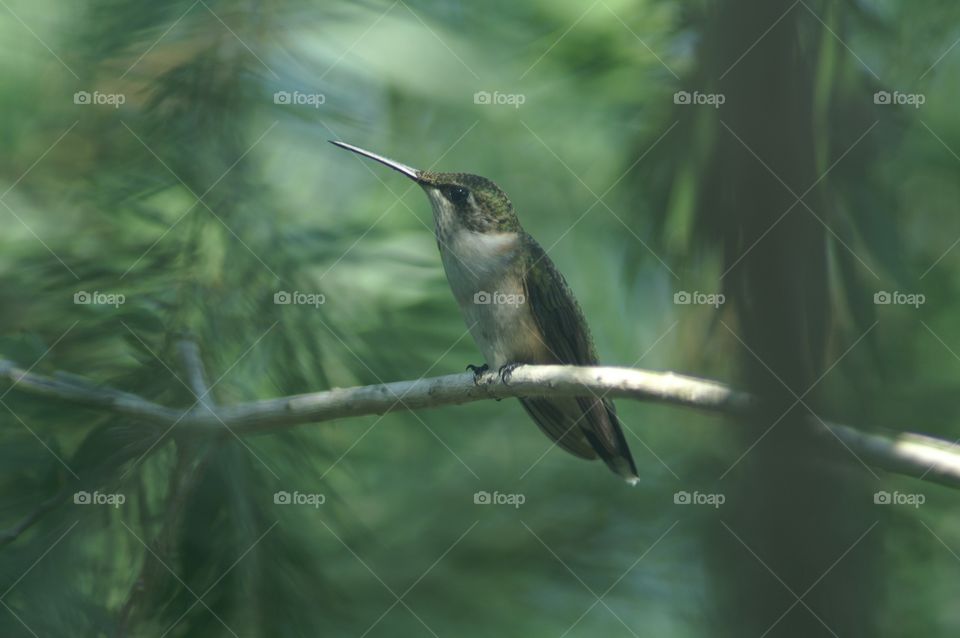 Hummingbird resting. Picture was taken of a hummingbird resting while hiding behind the cover of tree branches.