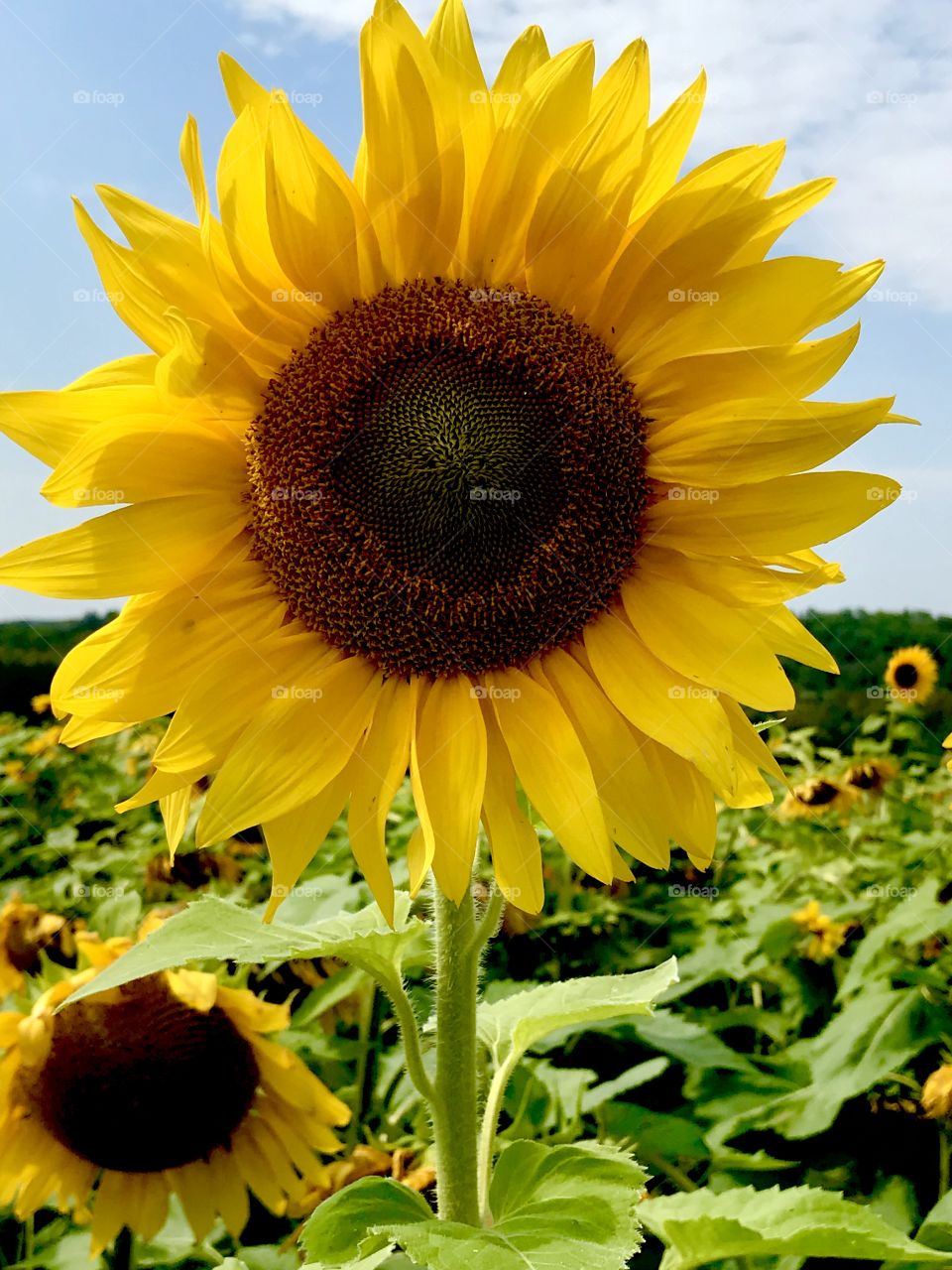 The majestic sunflower 