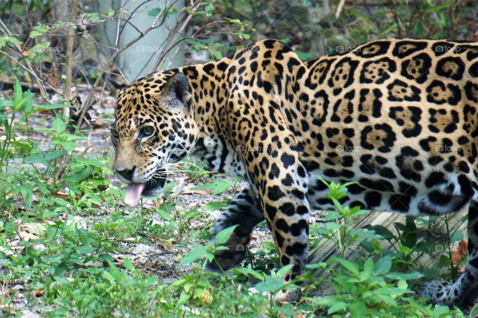 Taunting Tongues of the Jaguar
