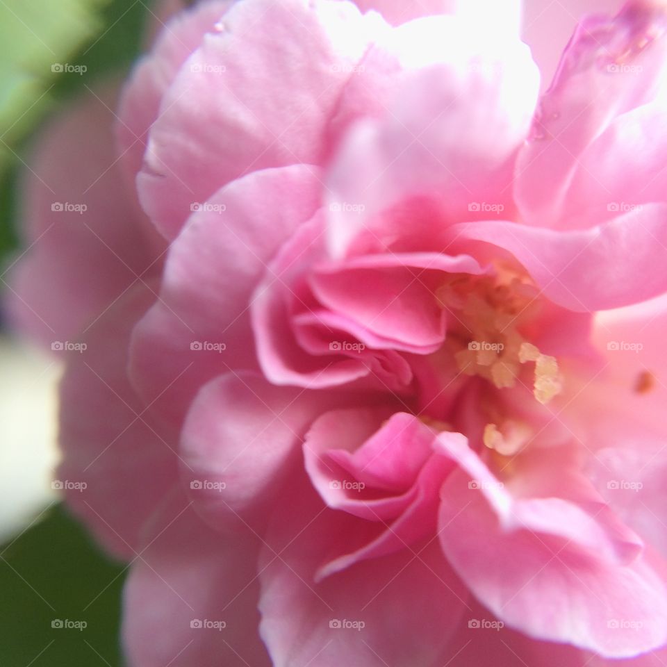 Flower rose white