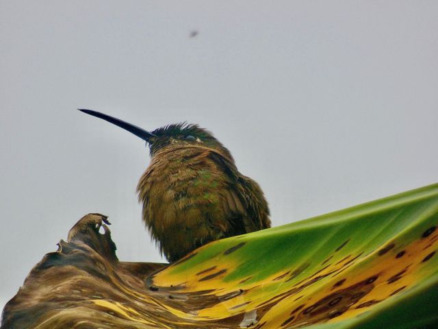 Bird