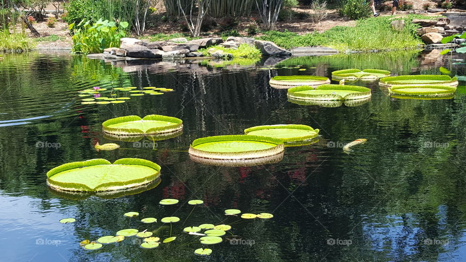 lilly pads