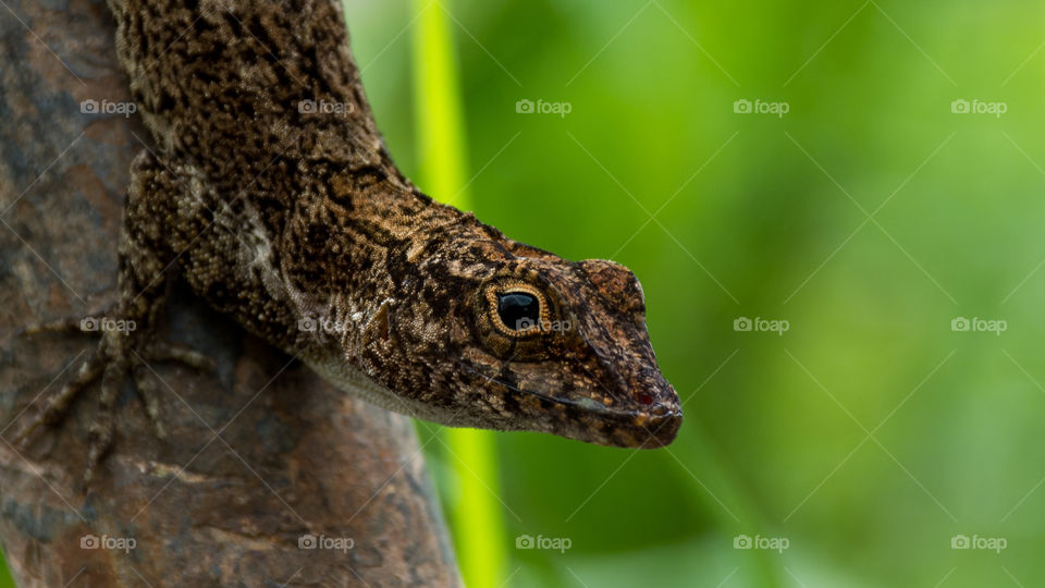 Close-up of a lizard on tree
