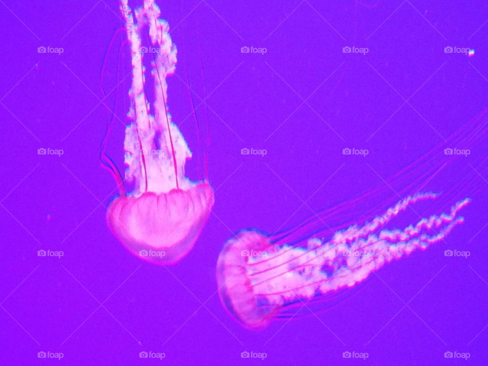 Two Jellyfish