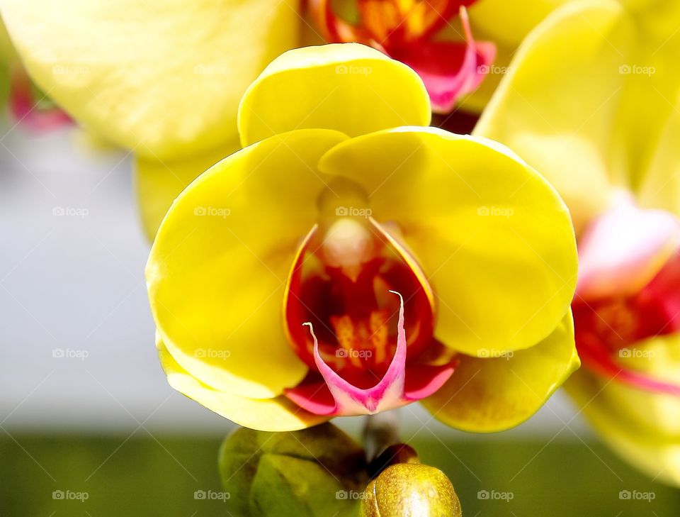 Orchid