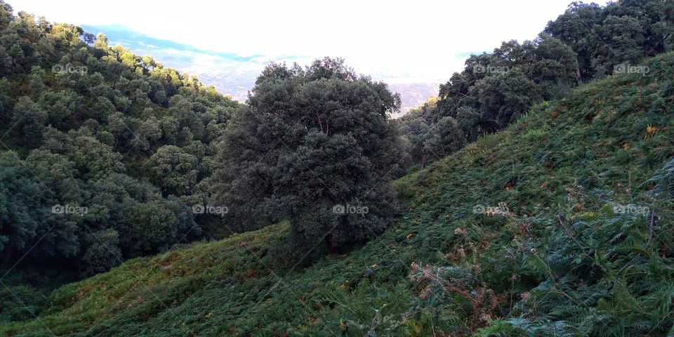 rural tree in the mountain