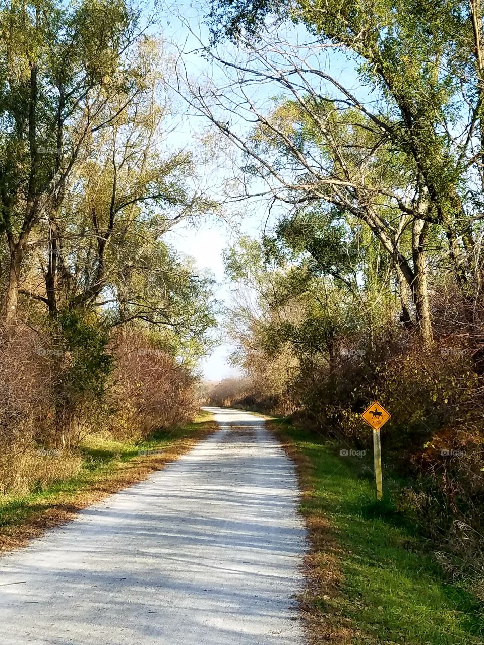 Fall Trees along Trail