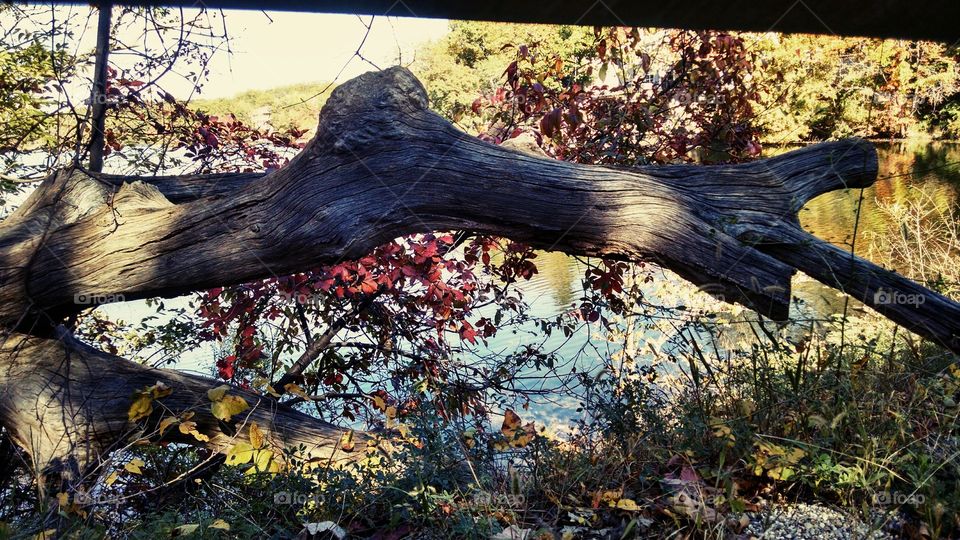 Totally Nature. I took this pic in New Jersey overlooking Bear Pond. A beautiful Saturday morning in October