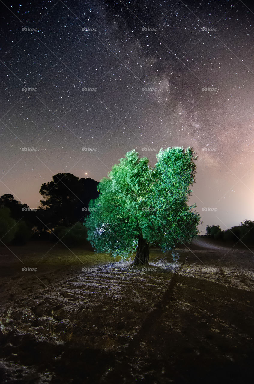 Olive and Milky Way 2