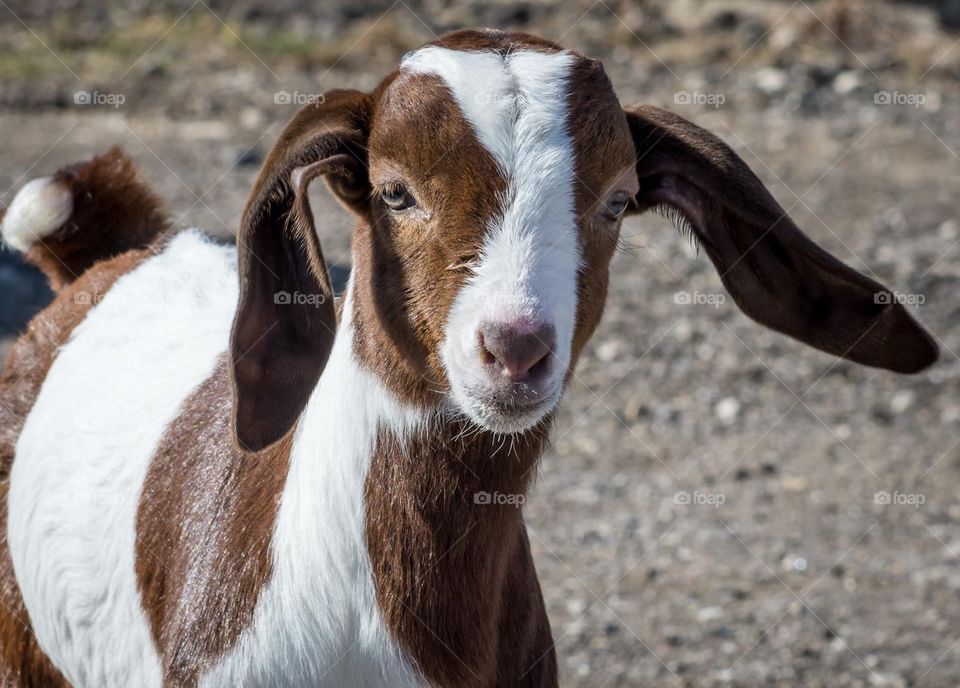 Goat with funny ears 