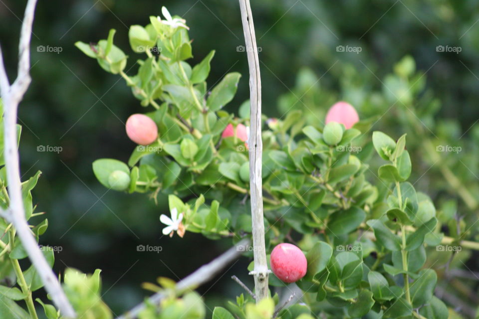 berries