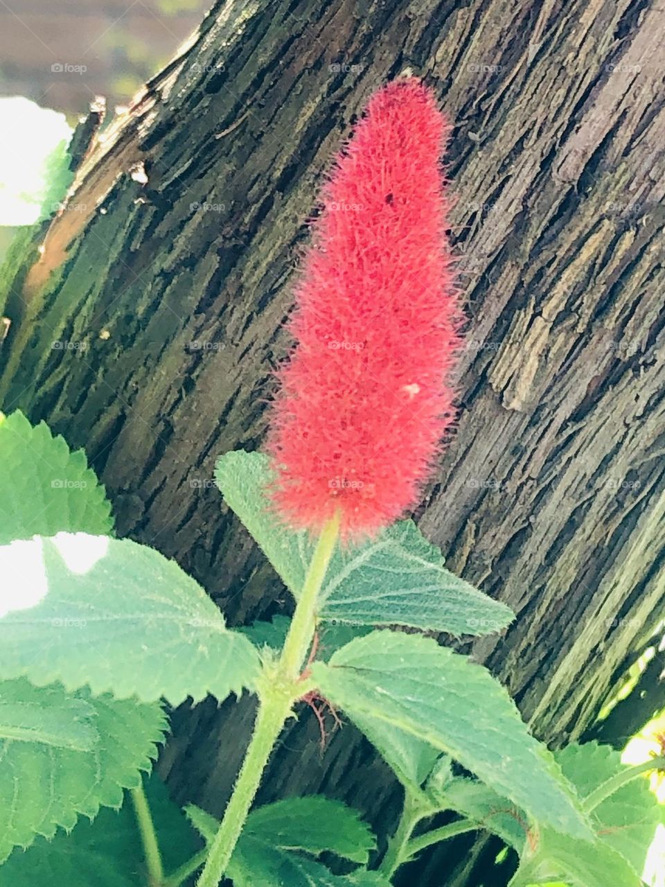 Beautiful red flower ?? blooming against a tree in my friends garden in Texas 